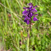 53-Anacamptis-morio-3