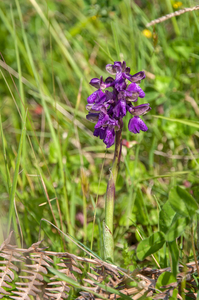 53-Anacamptis-morio-3