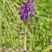 53-Anacamptis-morio