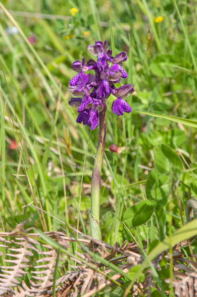 53-Anacamptis-morio