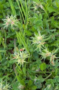 53-trifolium-stellatum