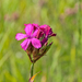 55-Dianthus-carthusianorum-2