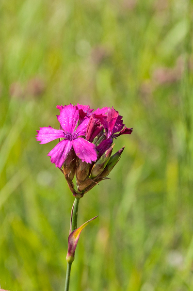 55-Dianthus-carthusianorum-2