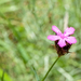 55-Dianthus-carthusianorum-3