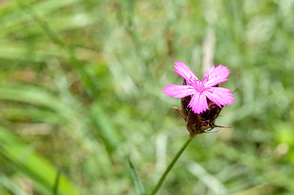 55-Dianthus-carthusianorum-3