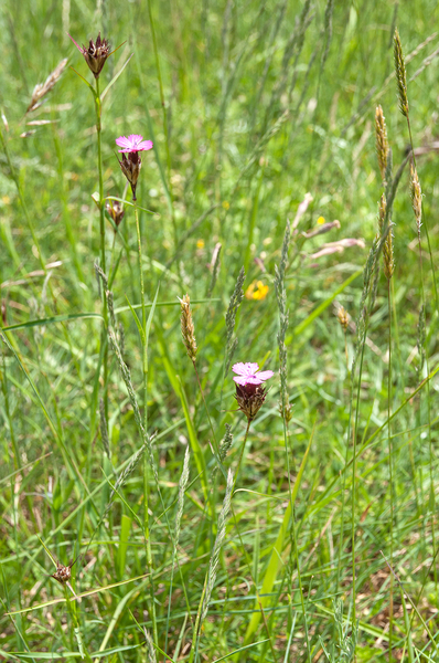 55-Dianthus-carthusianorum-4