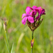 55-Dianthus-carthusianorum