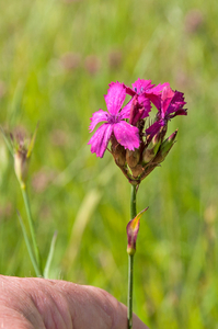 55-Dianthus-carthusianorum