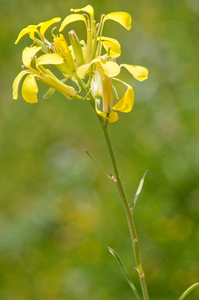 55-erysimum-pseudorhaeticum