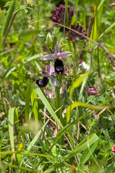 56-zadelophrys