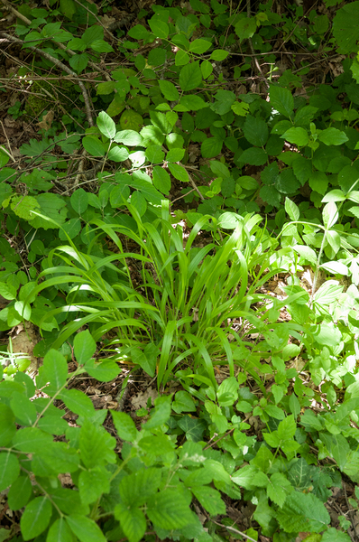 57-gras-spec