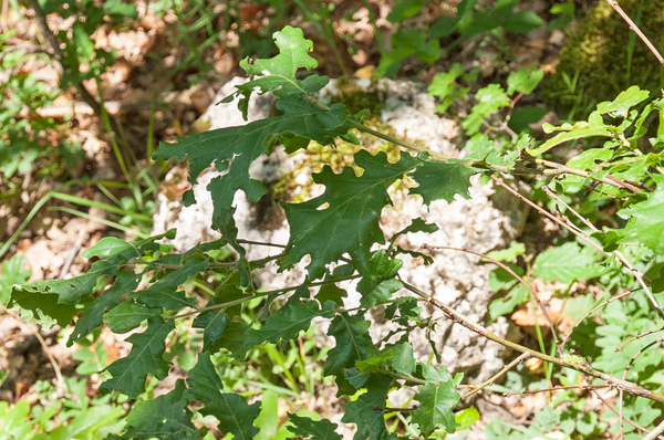 58-quercus-pubescens