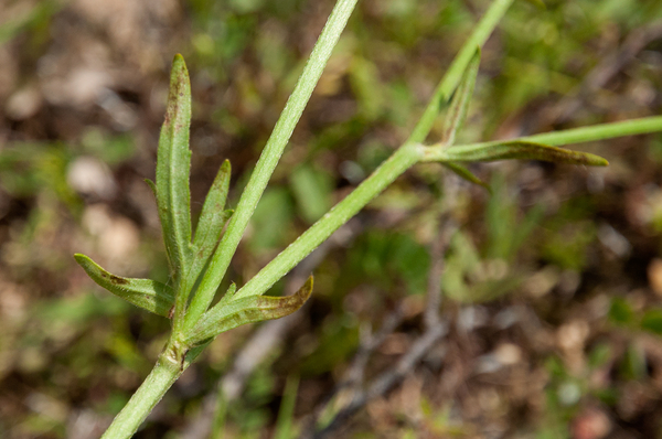 58-Ranunculus-neapolitanus-4