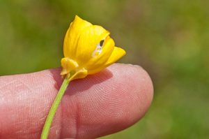 58-Ranunculus-neapolitanus