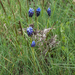 muscari