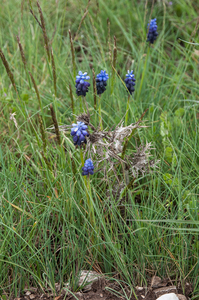 muscari