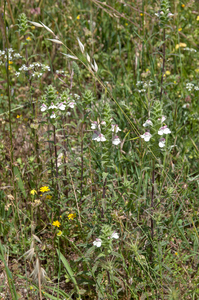 Bartsia-trixago-2