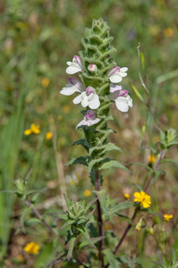 Bartsia-trixago