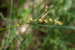 Carex-divulsa