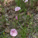 Convolvulus-cantabrica 3