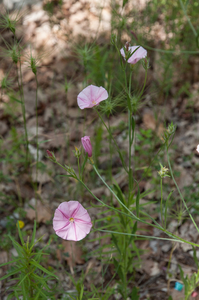 Convolvulus-cantabrica 3