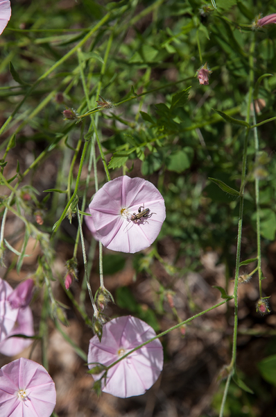 Convolvulus-cantabrica
