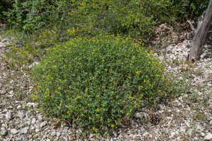 Euphorbia-spinosa-2