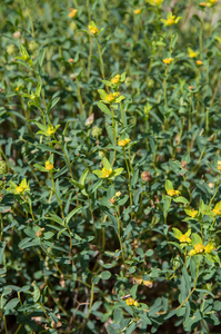 Euphorbia-spinosa-3