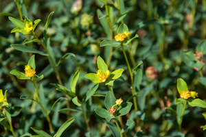 Euphorbia-spinosa