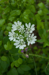 Orlaya grandiflora