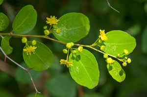 Paliurus-spina-christi