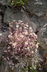 Sedum-dasyphyllum