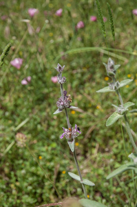 Stachys-germanica-3