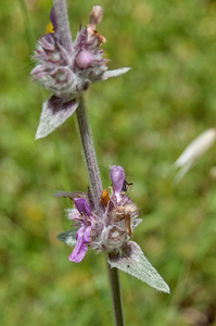 Stachys-germanica