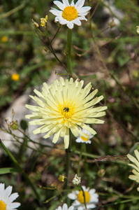 Urospermum-dalechampii-3