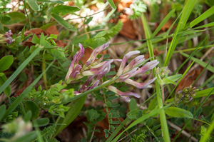 6-Astragalus-monspessulanus