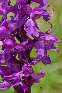 22-Orchis-mascula-2