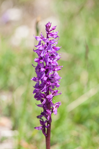 22-Orchis-mascula-4
