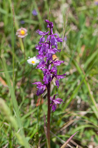 22-Orchis-mascula-5