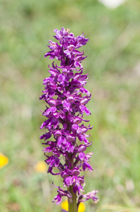 22-Orchis-mascula-6