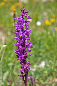 22-Orchis-mascula