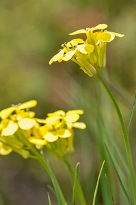 25 Erysimum pseudorhaeticum 2