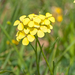 25 Erysimum pseudorhaeticum