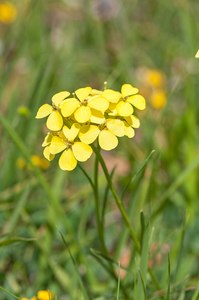 25 Erysimum pseudorhaeticum