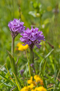 28 Dactylorhiza maculata 2