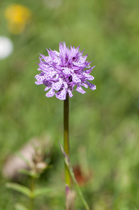 28 Dactylorhiza maculata 3