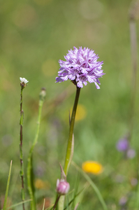 28 Dactylorhiza maculata 4