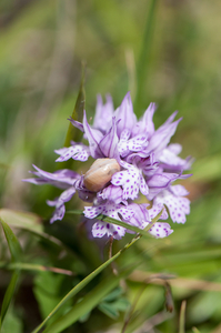 28-Dactylorhiza-maculata-5