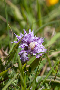 28-Dactylorhiza-maculata-6