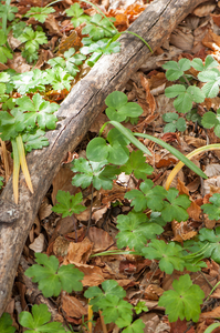 33-Cyclamen-repandum-en-heelkruid 2